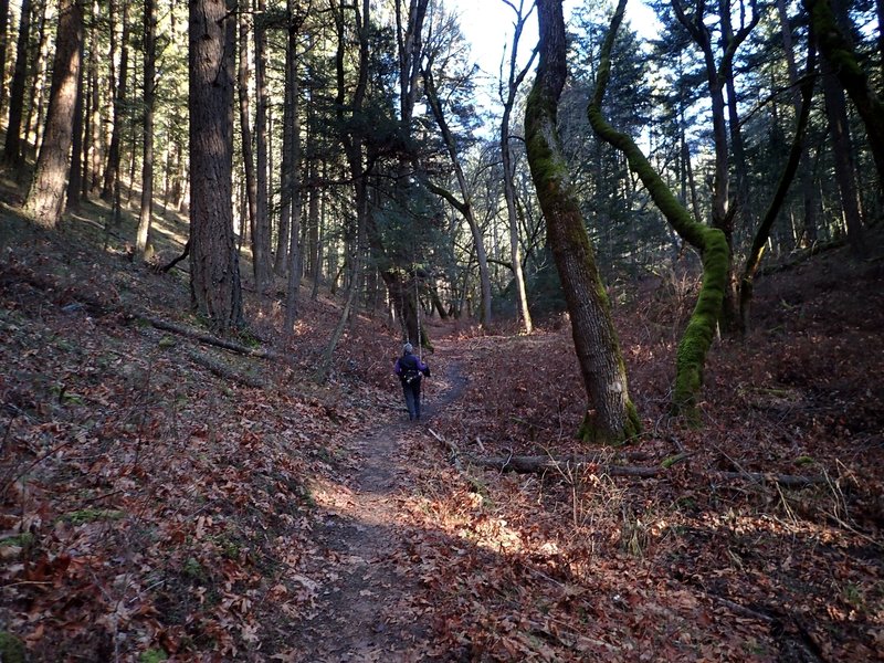 Hiking through the enchanted forest