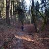 Hiking through the enchanted forest