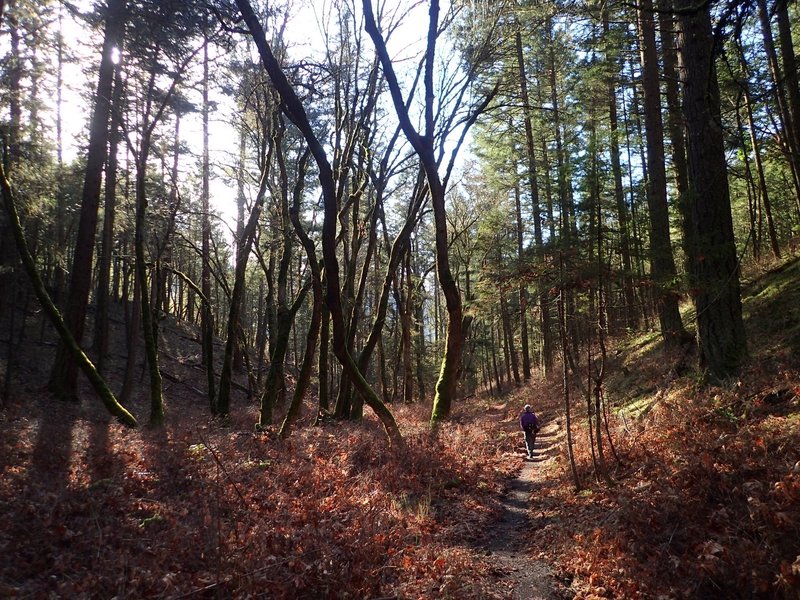 The forest in winter