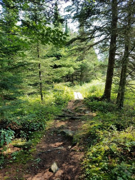 Section of trail around the beaver pond.