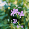 Just a little trailside blossom