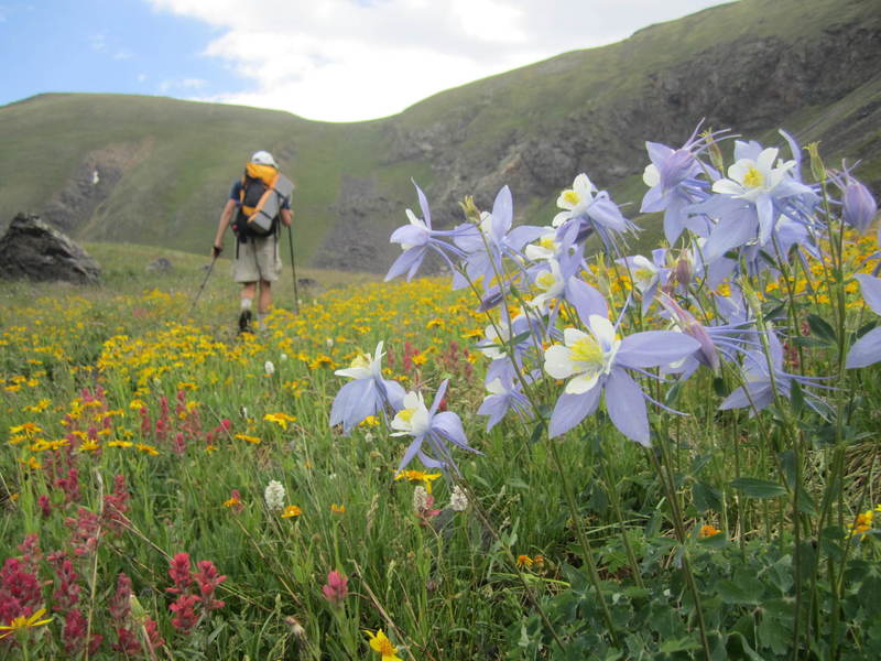 Columbines on Bowen Pass.