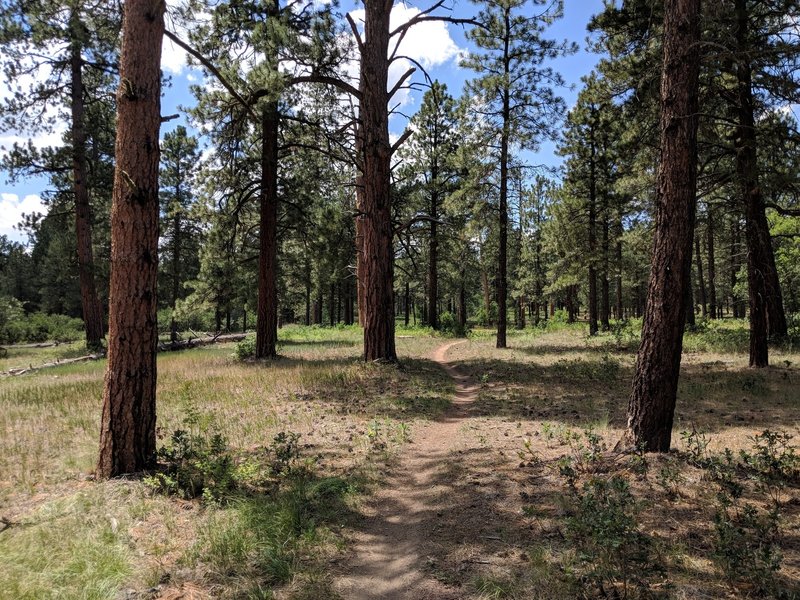 A trail through the trees