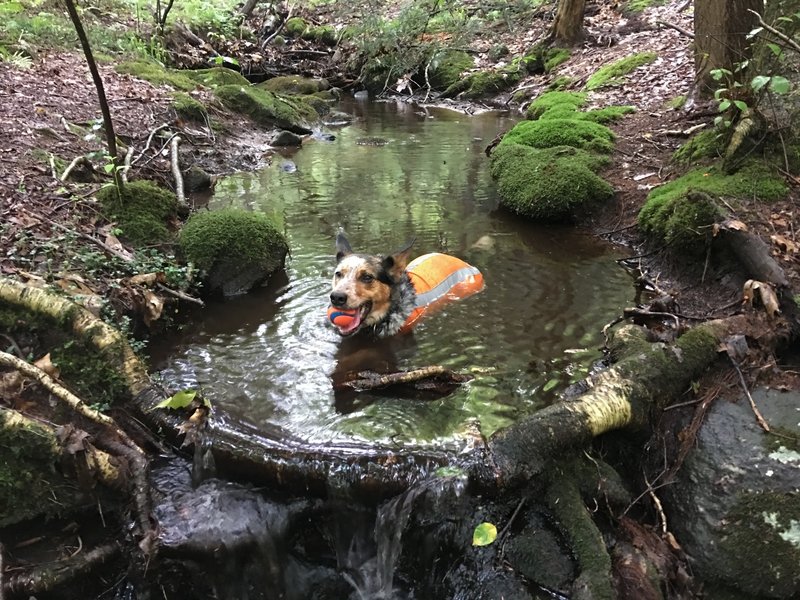 The Tree ID Trail has a nice little creek for the pups to cool off.