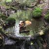 The Tree ID Trail has a nice little creek for the pups to cool off.