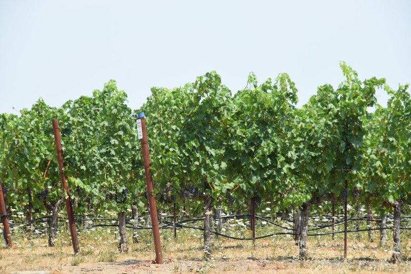 The only glimpse of the vineyards from the trail.