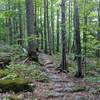 Bruce Trail - Petun - Easy trail sections with good conditions