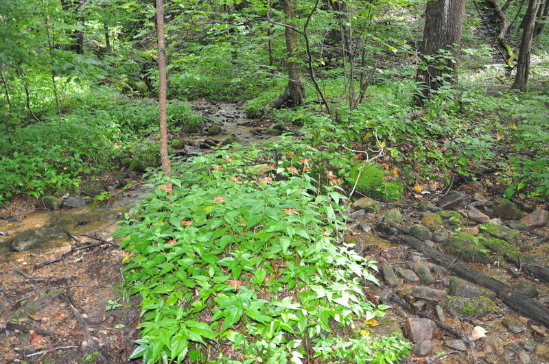 One of the 26 stream crossings and nice stand of Crimson beebalm.