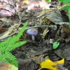 Cortinarius iodes which looks better than it tastes.