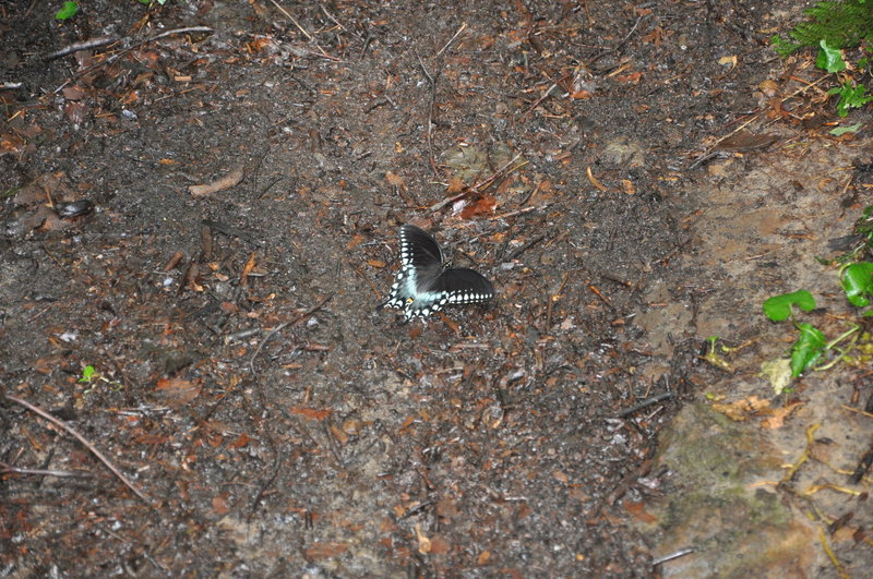 Spicebush Swallowtail on the trail.