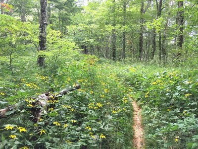 Trail through wildflowers