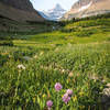 Beautiful wildflowers looking out towards the renowned Montana mountains. In valley below Siyeh Pass.