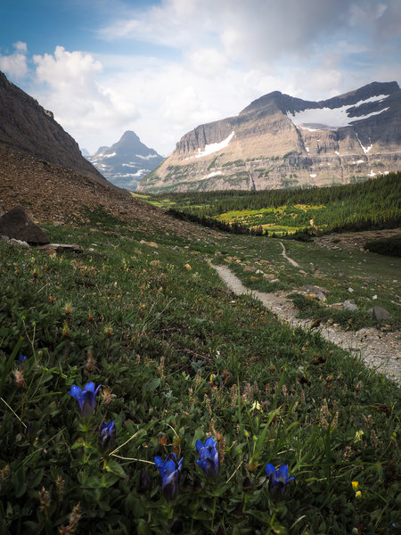 Indigo-colored flowers moving softly in the wind as strom rolls in. Siyeh Pass Trail to the right, ridge of Mahtapi Peak to the left.