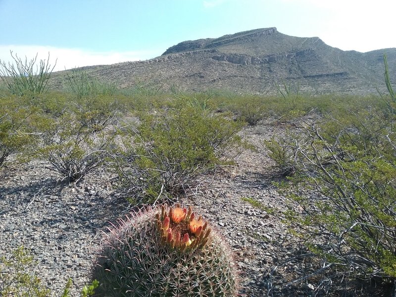 Barrel cactus in bloom.