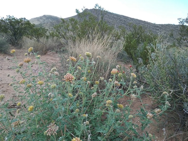 Stinging cevalia and bishop's cap