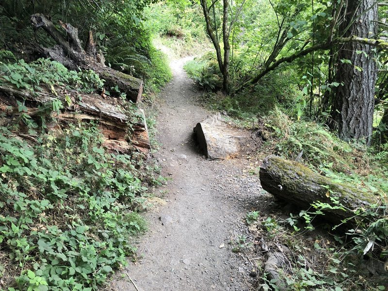 Great trail through the trees, literally