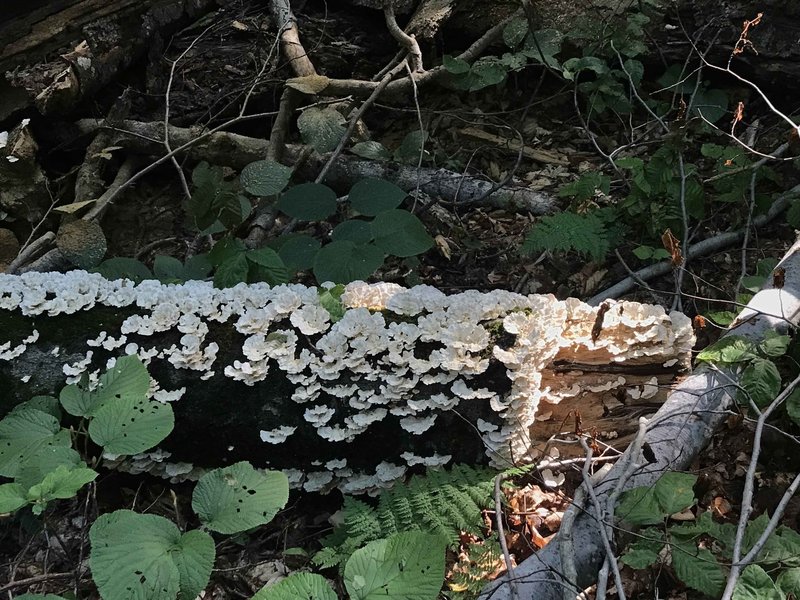 Many mushrooms along this trail.