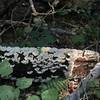 Many mushrooms along this trail.