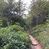 Trail through wildflowers