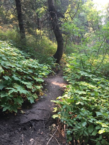 Fun foliage along the trail.