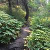 Fun foliage along the trail.