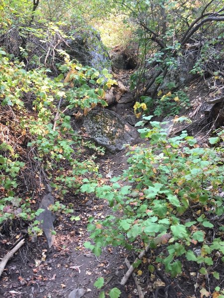 This is where the Davis Creek trail to Bountiful Peak starts to become overgrown enough that you might think it's the wrong way, but it isn't; it's the right way.