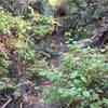 This is where the Davis Creek trail to Bountiful Peak starts to become overgrown enough that you might think it's the wrong way, but it isn't; it's the right way.