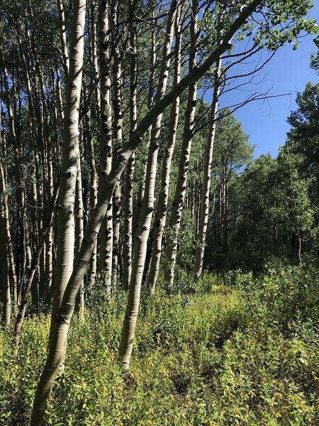 Aspens