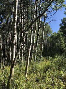 Aspens