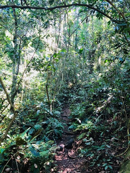 Path going upwards through island jungle