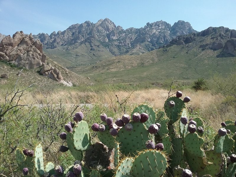 View of the Organ Mountains and opuntia in fruit