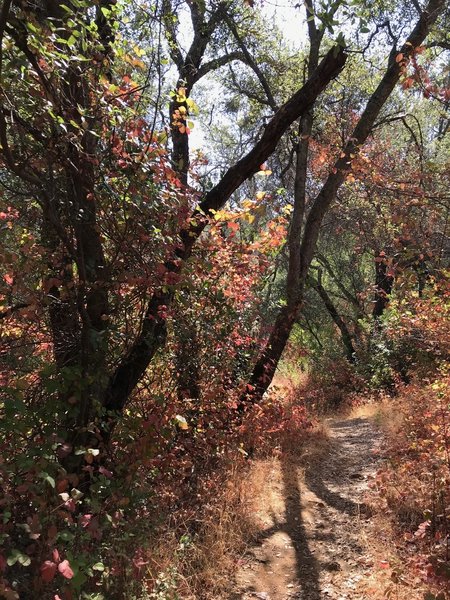 August, late morning, on Sweetwater Creek Trail