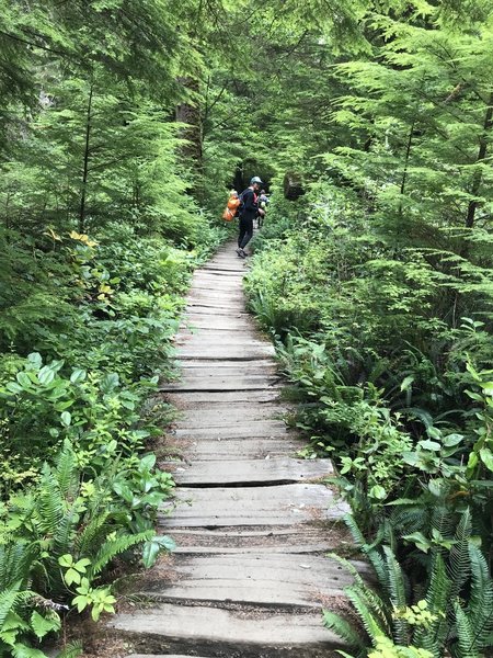 Boardwalk at the beginning of the trail, before you reach Shi Shi Beach