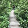 Boardwalk at the beginning of the trail, before you reach Shi Shi Beach