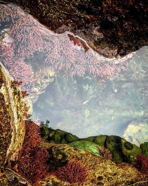 One of the many tide pools along the way