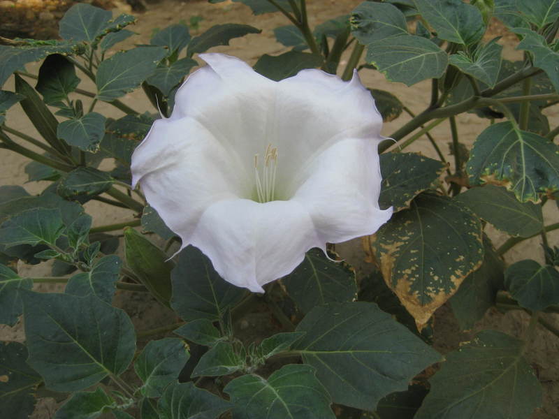 Devil's Trumpet are common throughout these hills.