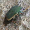 Green June Beetle