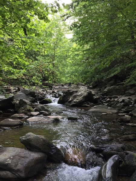 North Fork Moorman's River Trail going up stream