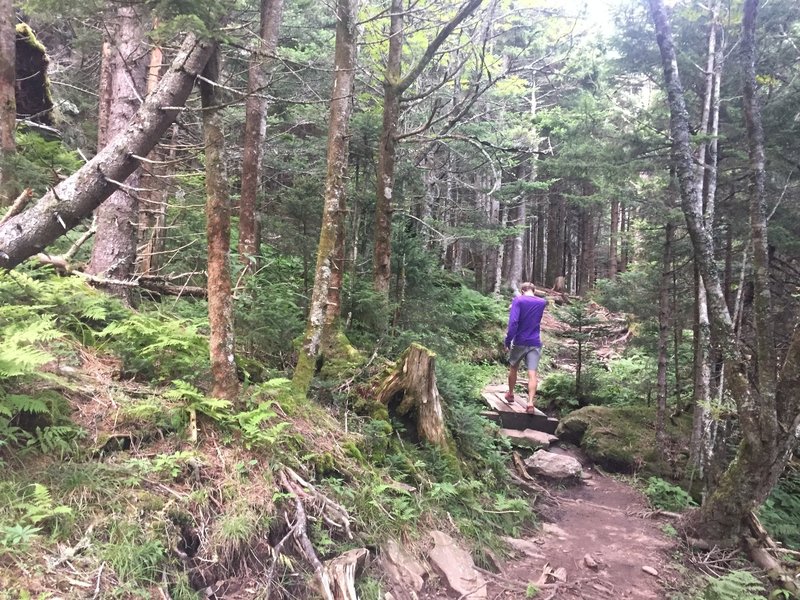 Small bridge on trail