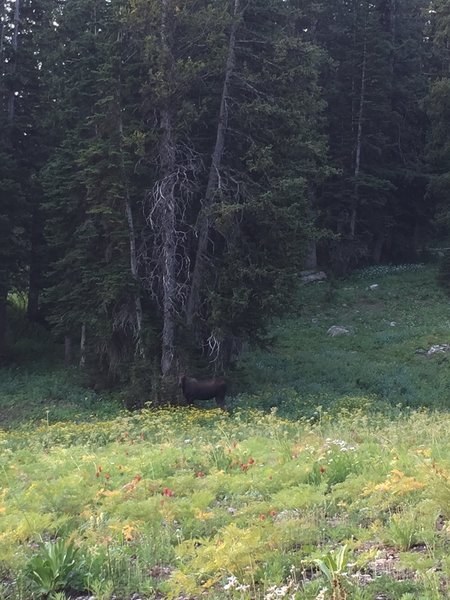 Male Moose by the campsite in Middle Fork