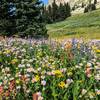 So much wildflower diversity!