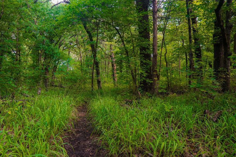 Only small swaths of grass cover the forest floor, in the National Grassland.