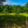 A small meadow provides a short reprieve from this forest canopy.