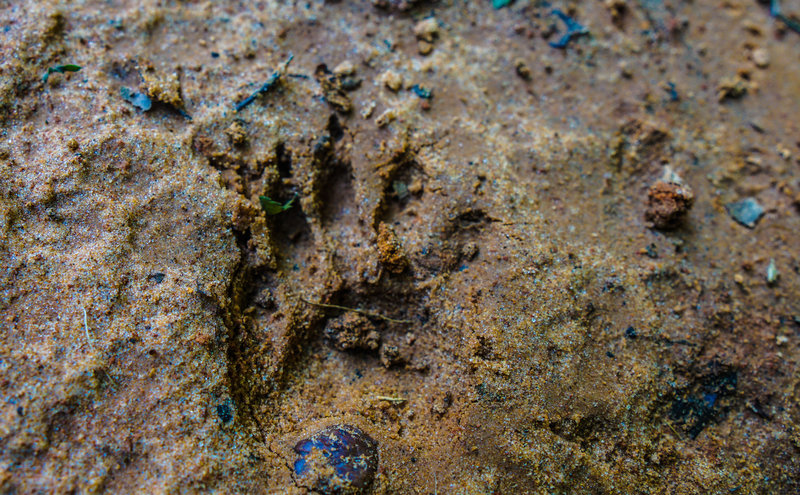 Wildlife tracks, like this raccoon print, litter the trail throughout the entire forest.