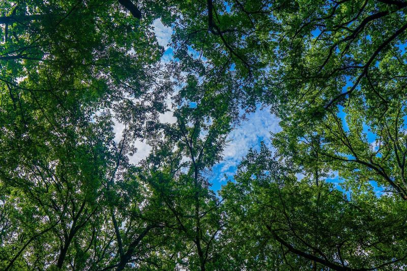 Stands of hardwoods create picturesque views of the sky.