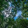 Stands of hardwoods create picturesque views of the sky.