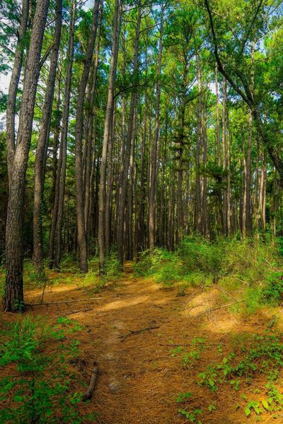 Several stands of tall pines open up the forest floor along the trail.