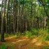 Several stands of tall pines open up the forest floor along the trail.