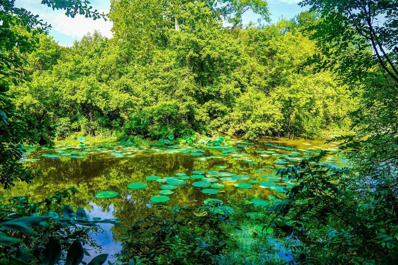 Lilly pads begin to encroach on the still waters of this branch of Coffee Mill Lake.