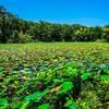 Lilly pads completely cover this area of the lake that is teeming with birdlife.